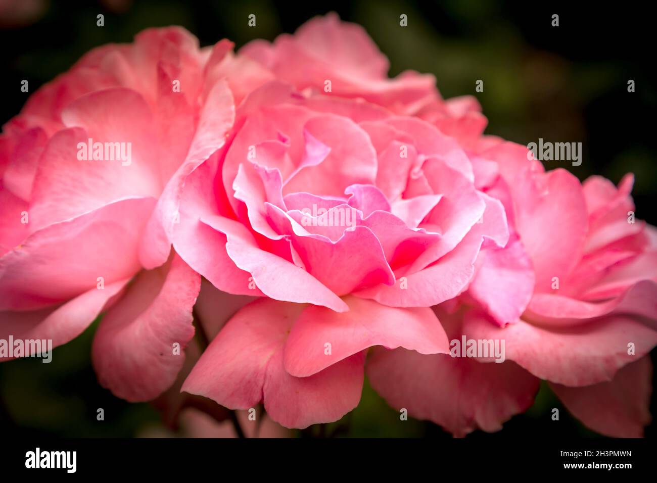 Pink rose macro close-up Stock Photo - Alamy