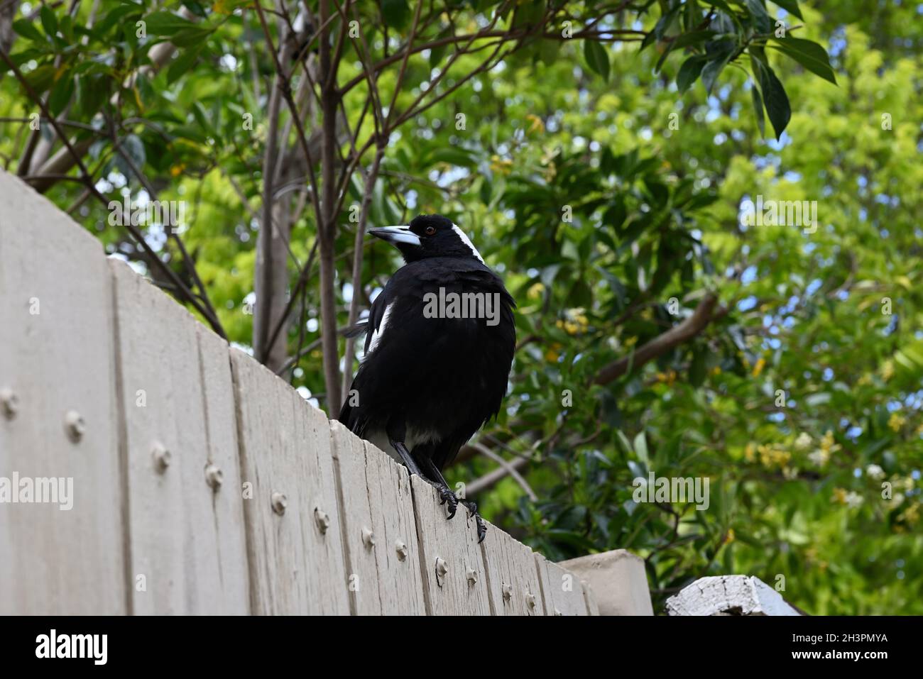 Australian magpie on a white wooden fence, looking to the left, the bird's feathery chest puffed out Stock Photo