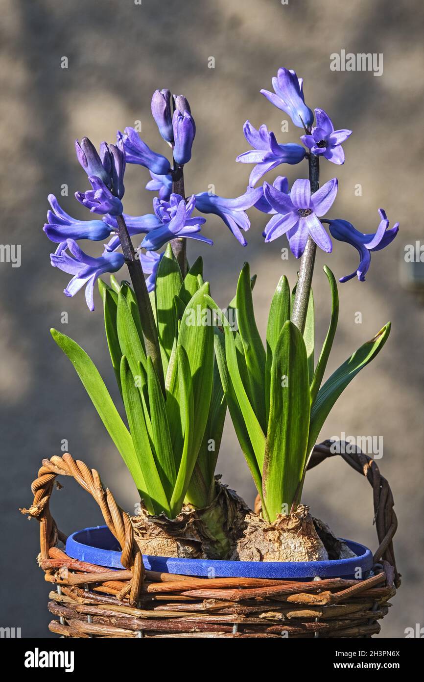 Garden hyacinth ( Hyacinthus orientalis ). Stock Photo