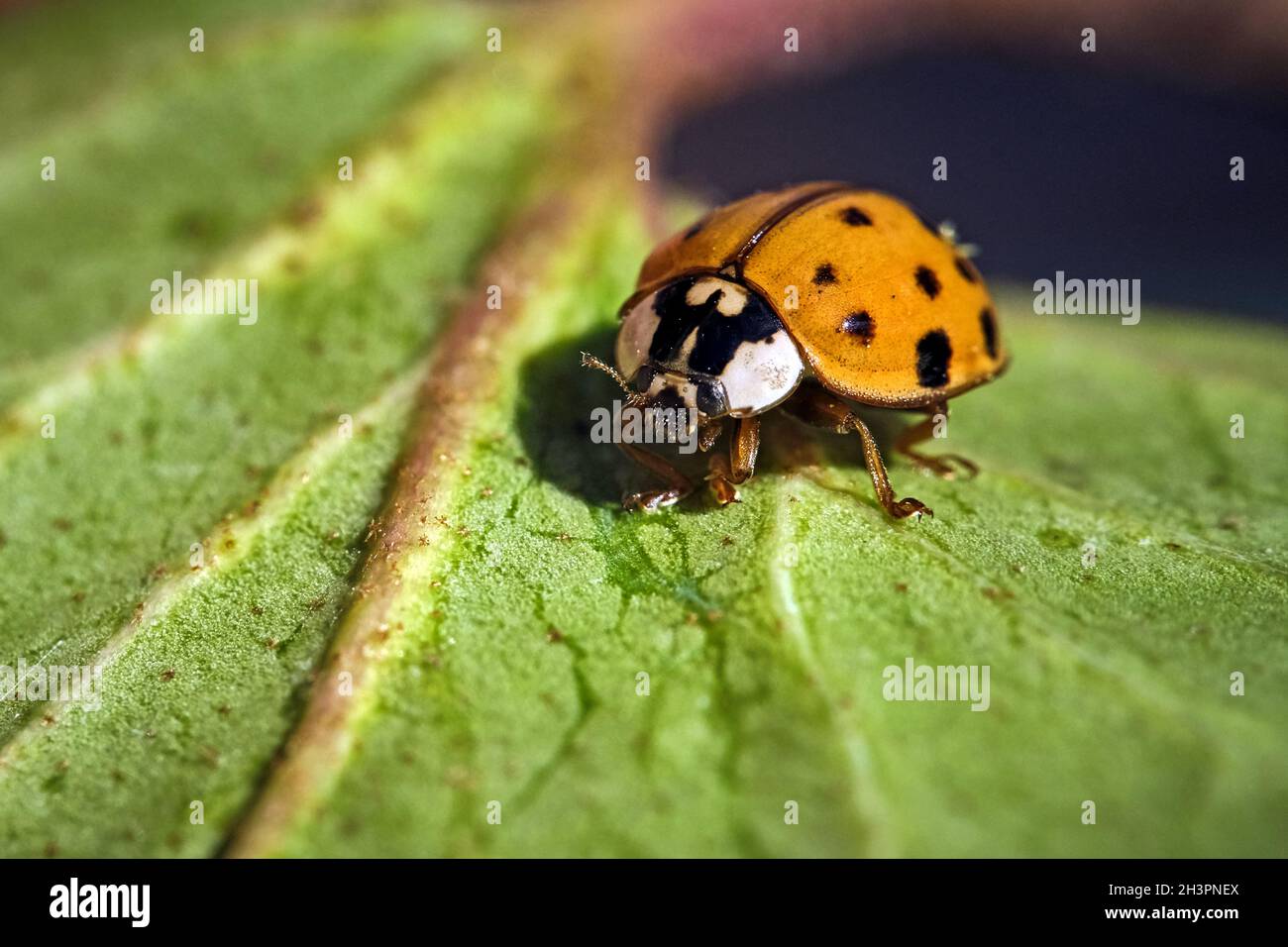 Asian ladybug ( Harmonia axyridis Stock Photo - Alamy