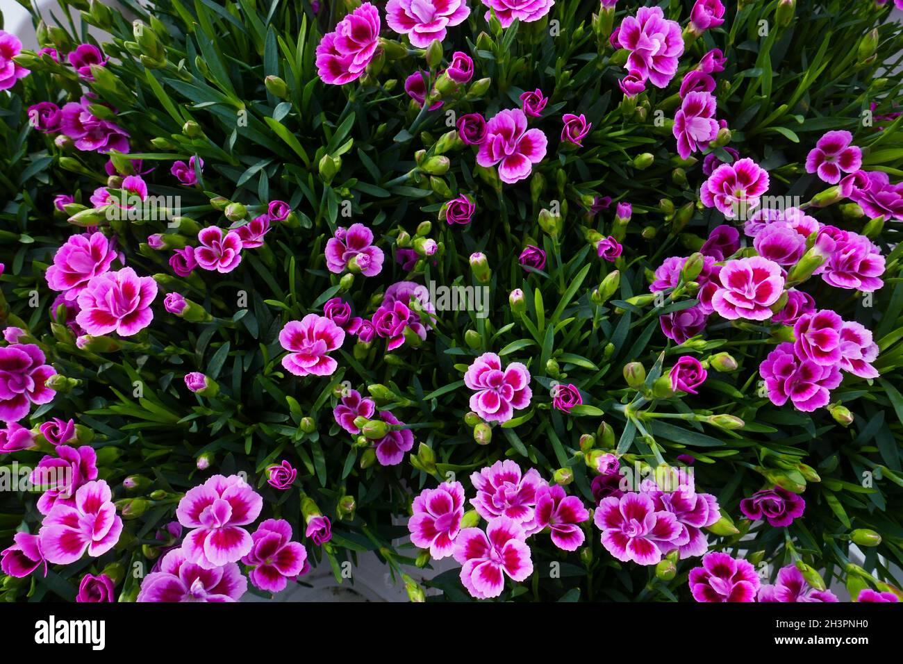 Pink carnations Stock Photo