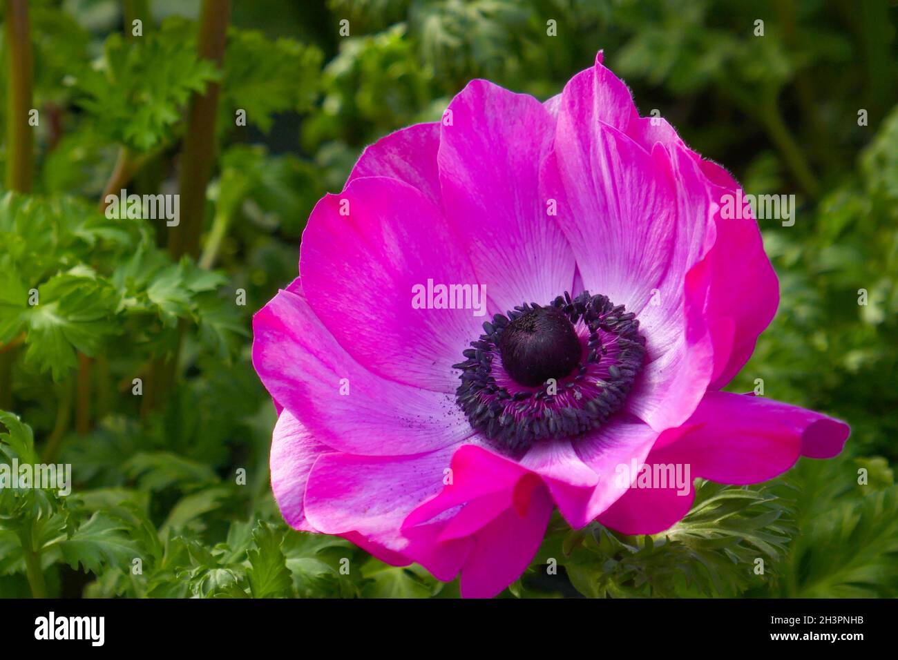 Crown anemone Stock Photo