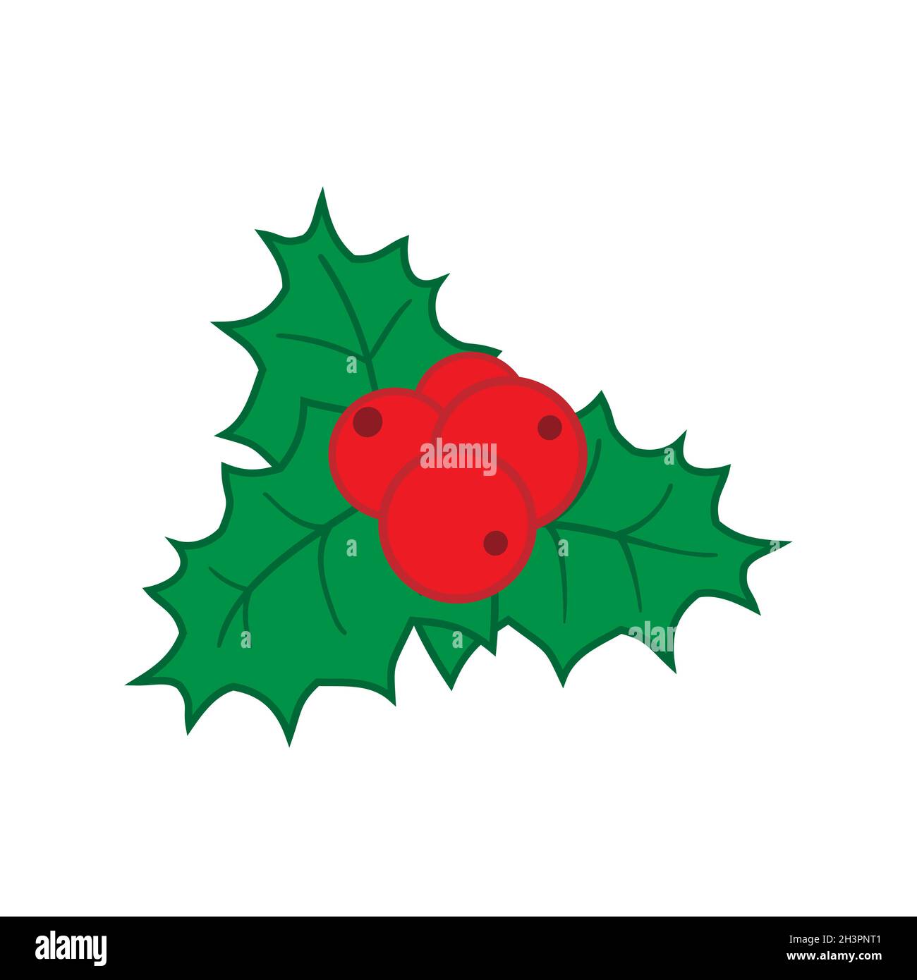 Holly as Christmas decoration on white background, vector illustration ...