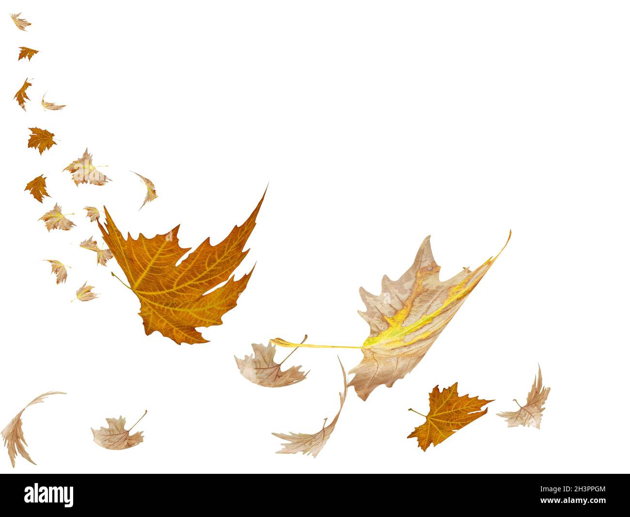 Falling Leaf Example Fall leaves falling from the tree Cut Out Stock Images & Pictures - Alamy