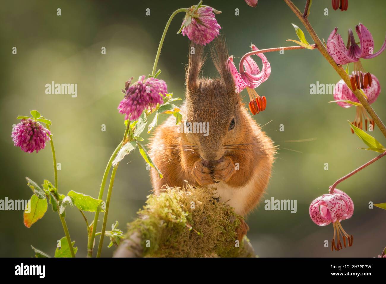 red squirrel  standing under flowers looking in the lens Stock Photo