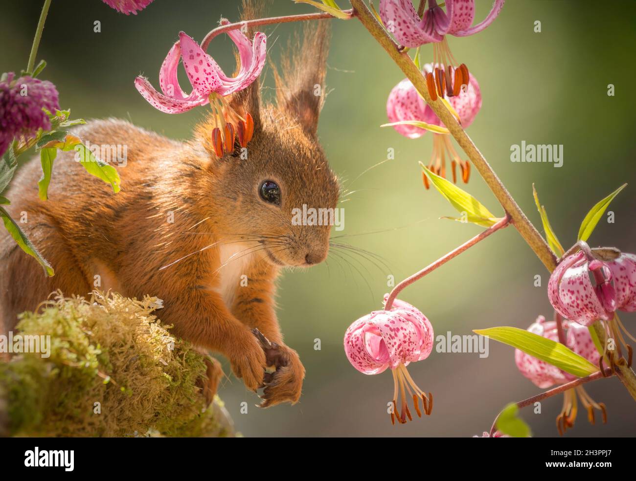 red squirrel  standing under flowers with a happy face Stock Photo