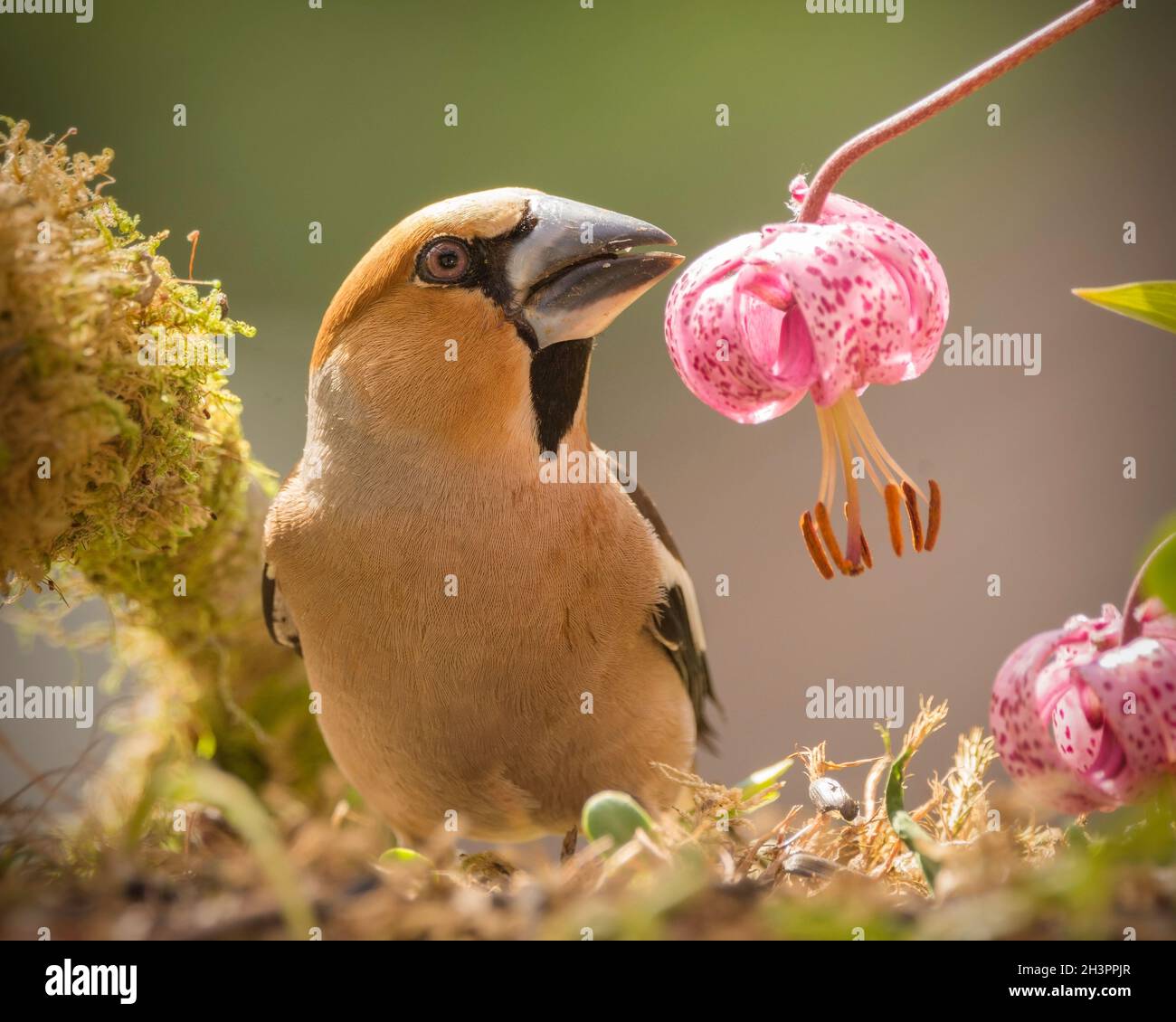 hawfinch standing on moss looking out over a lily Stock Photo