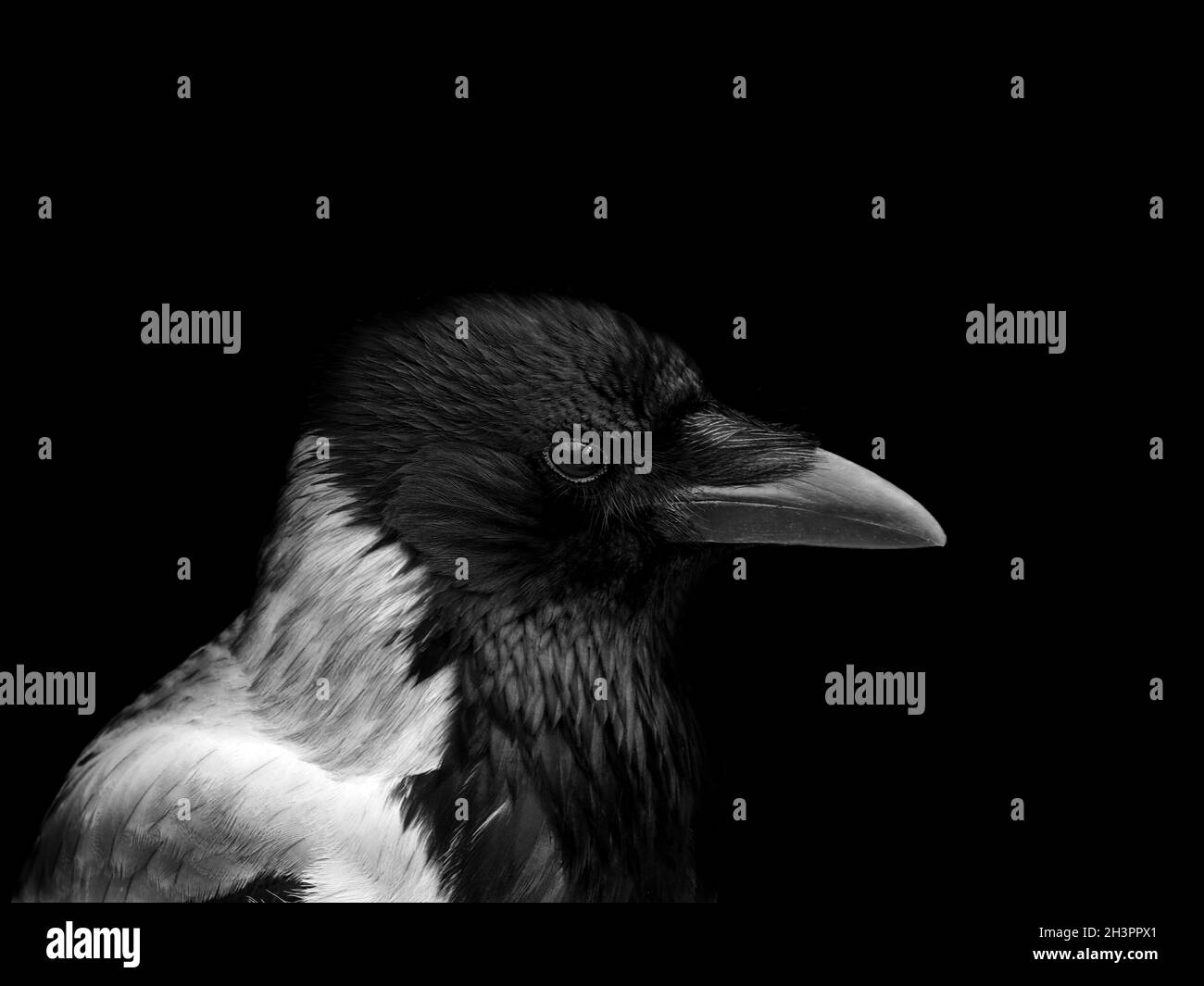 Monochrome portrait of a hooded crow in close up with face in profile Stock Photo