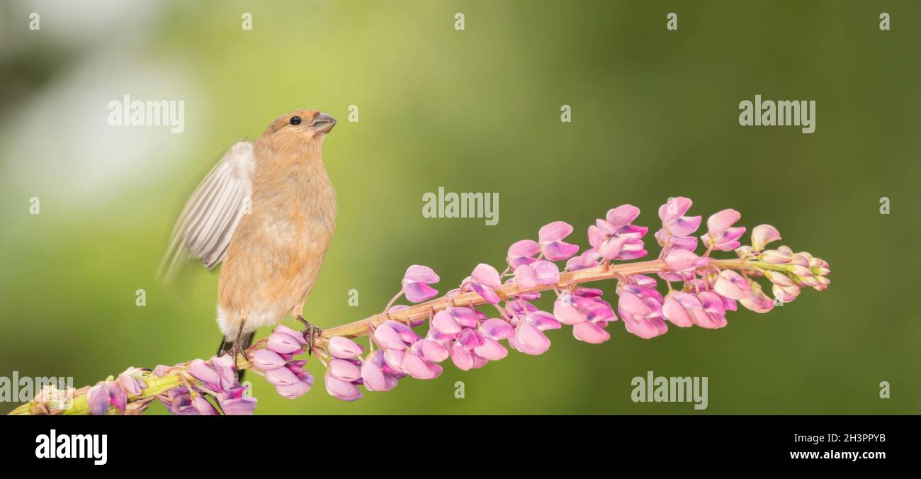 young bullfinch standing on branch of lupine flower Stock Photo