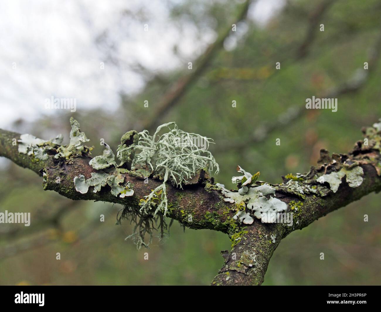 Close up of different lichens growing on a forest tree branch in winter in the UK Stock Photo