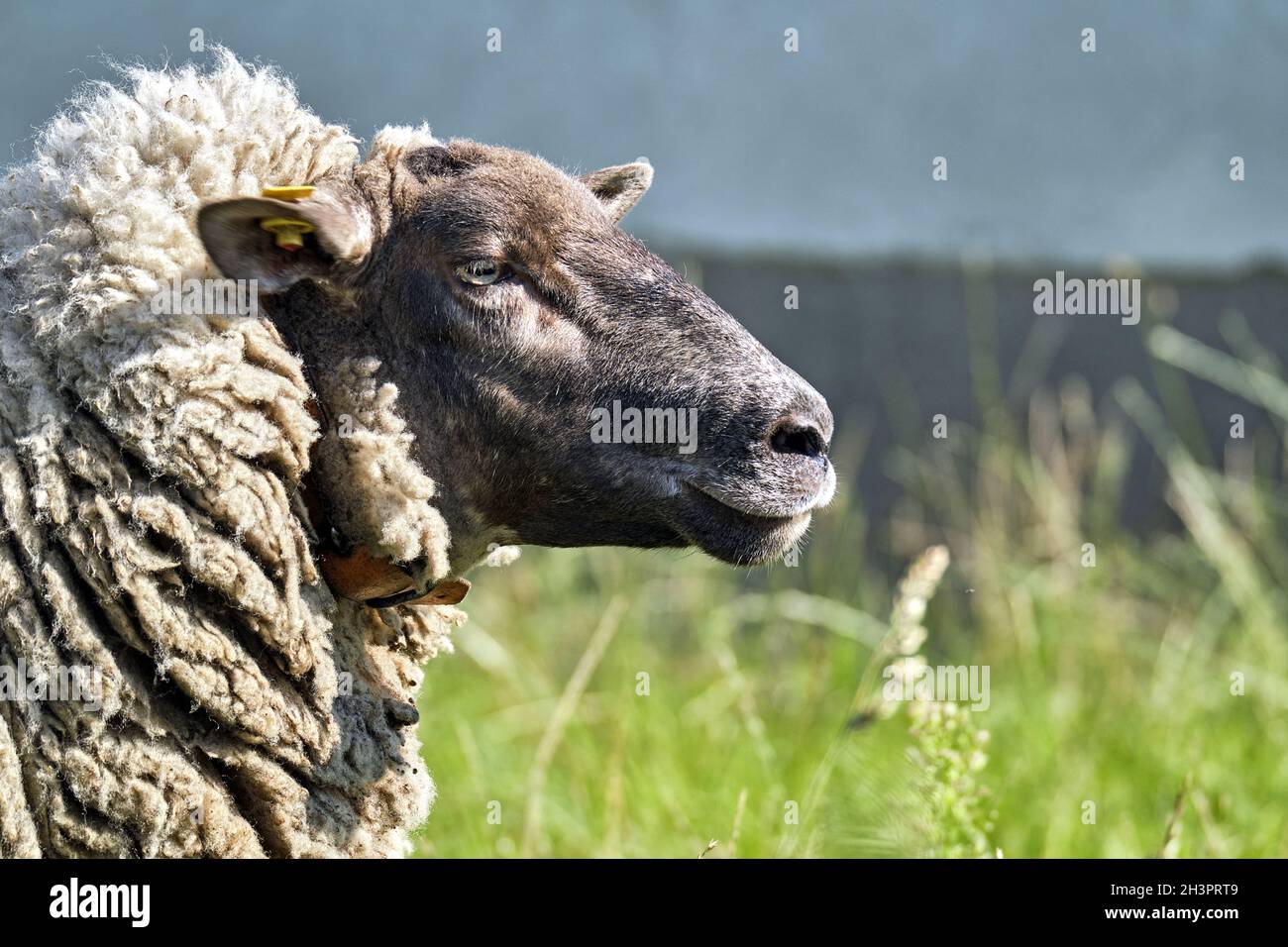 Grazing domestic sheep ( Ovis gmelini aries ; frÃ¼her Ovis aries LinnÃ© ). Stock Photo