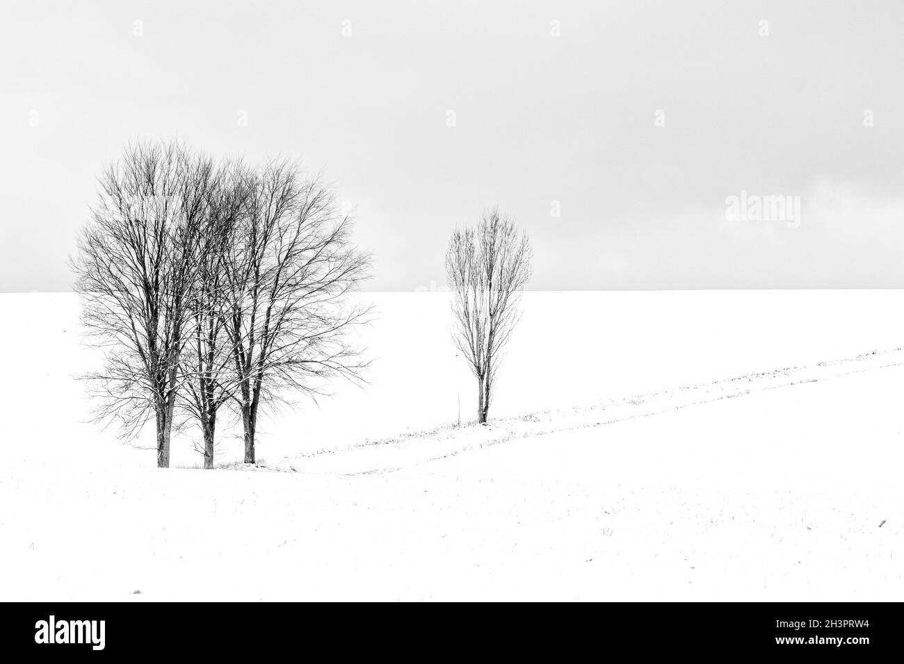 Landscape in the Harz mountains single standing trees Stock Photo