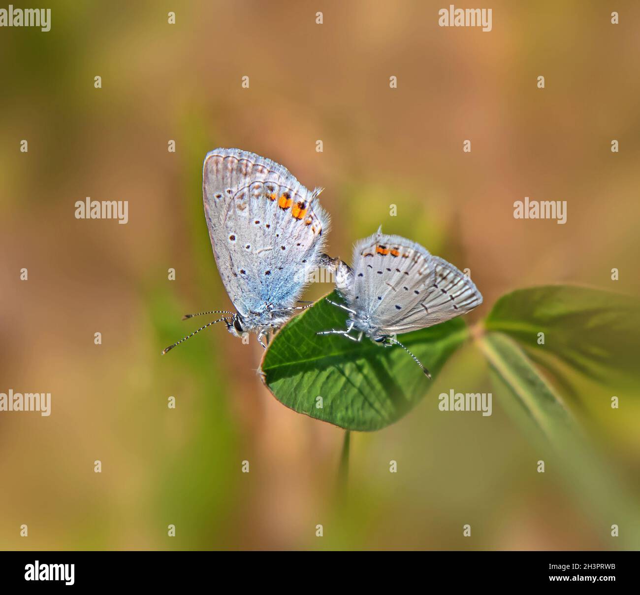 Gossamer-winged butterflies 'Cupido argiades' Stock Photo