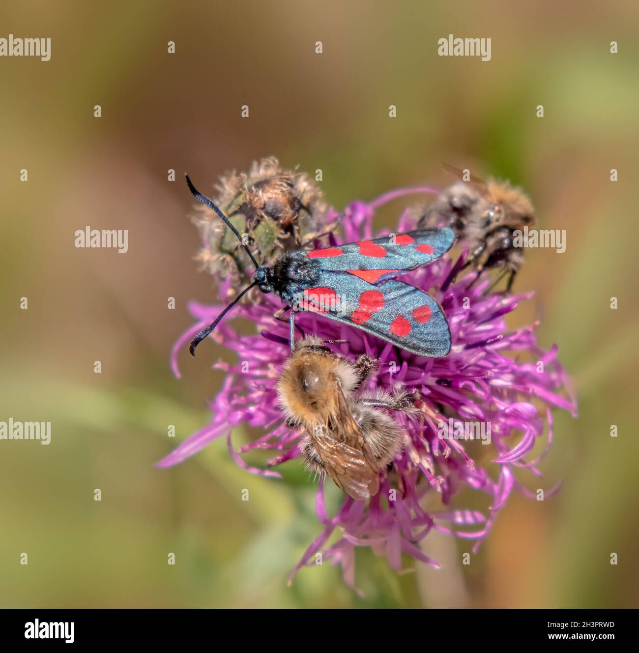 Six-spot burnet 'Zygaena filipendulae' and Carder-bee  'Bombus pascuorum' Stock Photo