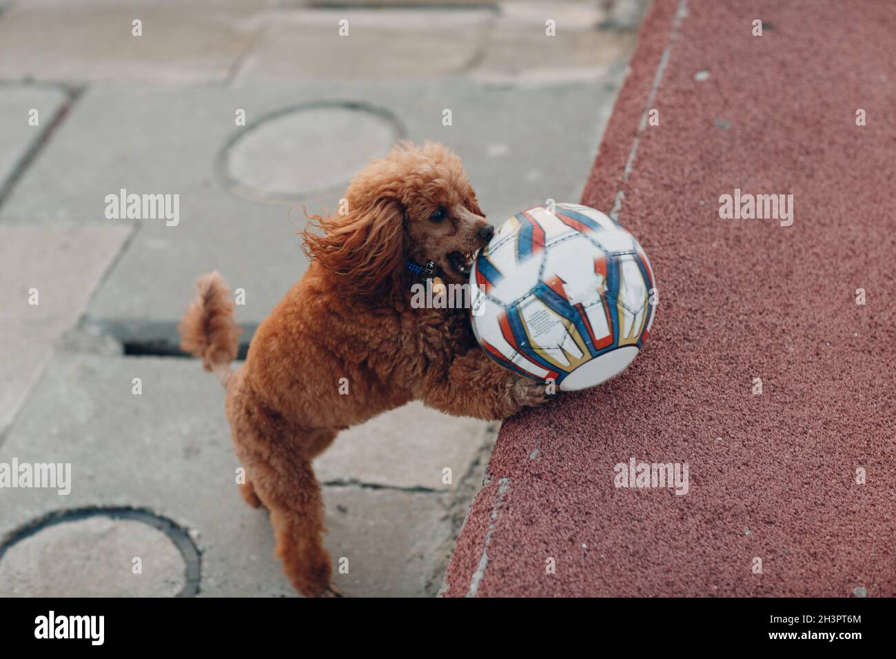 Poodle dog playing with leather Soccer ball Stock Photo - Alamy