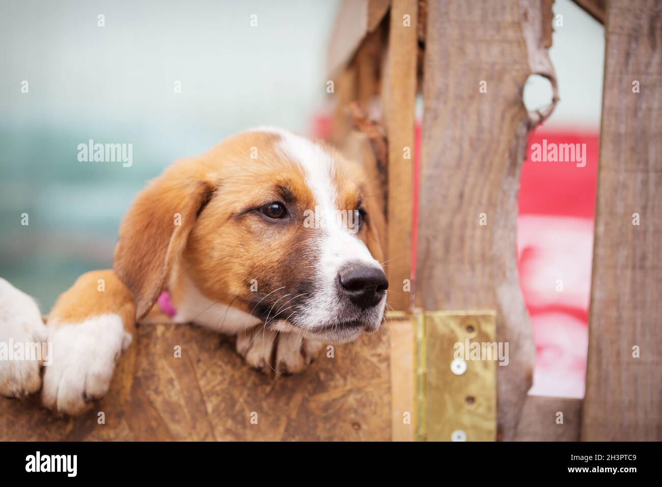 Portrait of sad dog puppy in shelter behind fence Stock Photo