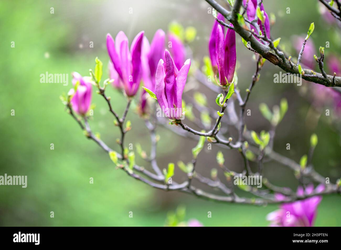 Branch of a blooming purple magnolia. Stock Photo