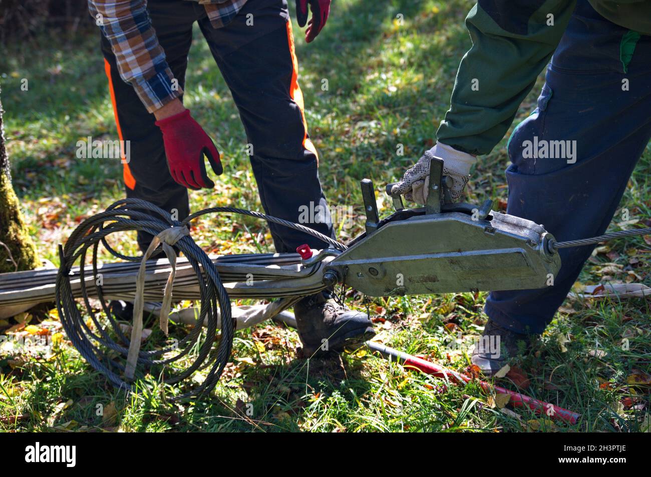 An arborist, lumberjack, pulls the rope attached to an oak tree whilst his  colleague chops the tree trunk in order to fell the t Stock Photo - Alamy