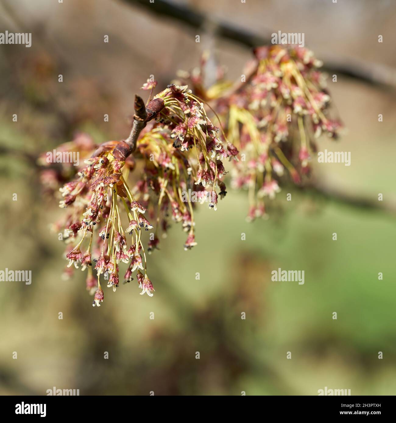 Flower of a fluttering elm (Ulmus laevis) In spring on the banks of the Elbe near Magdeburg Stock Photo
