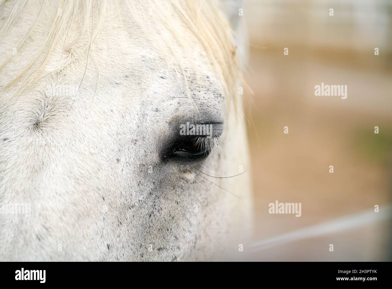 Close up of the eye of a single horse on a farm Stock Photo