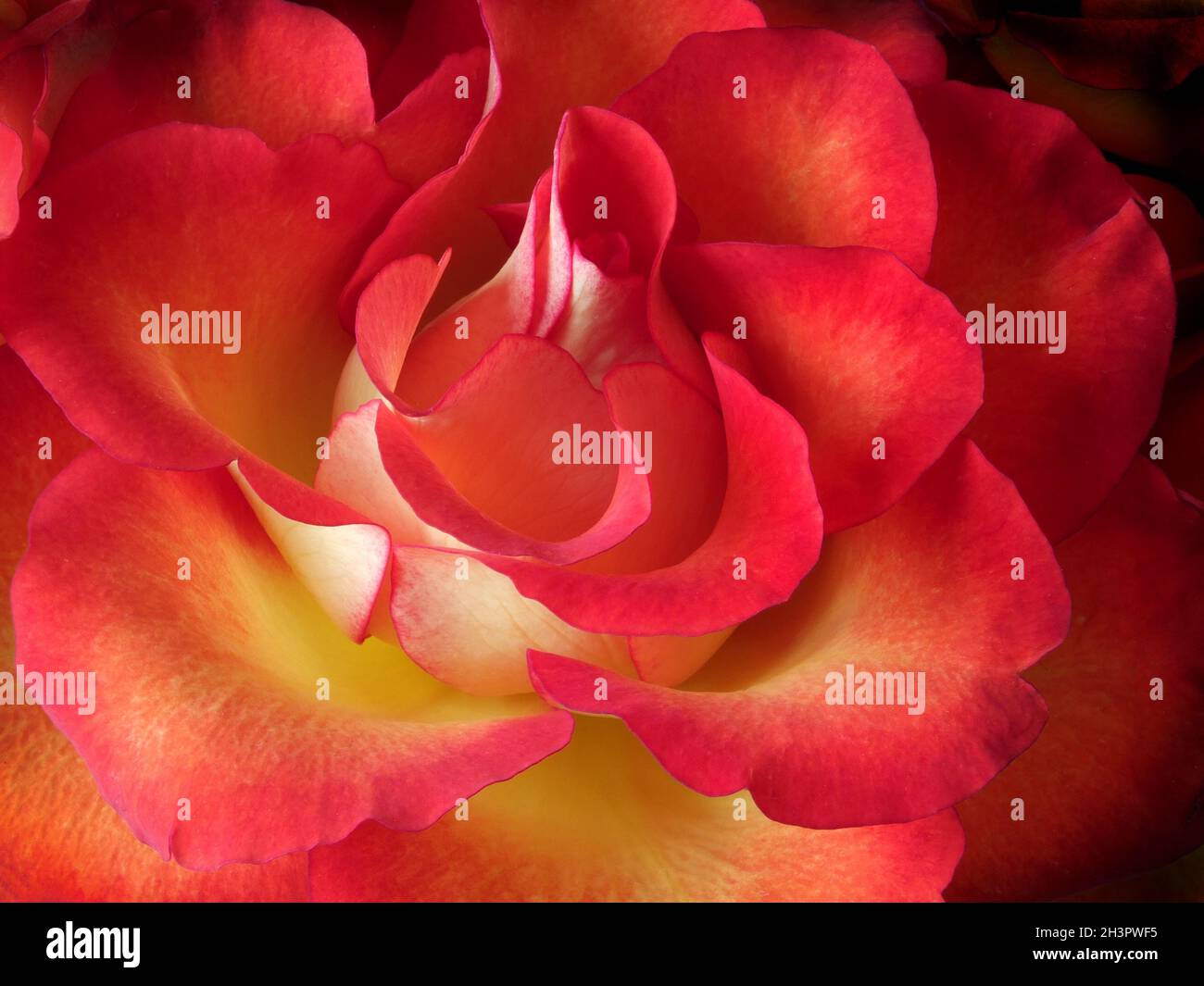 Red And Yellow Roses Frame Full frame close up of a bright red and yellow rose Stock Photo - Alamy