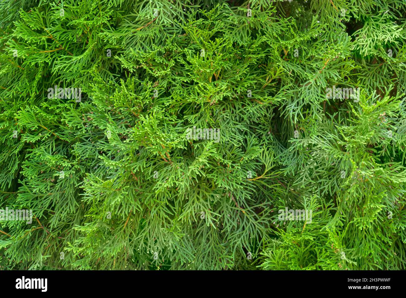Green thuja tree background. Platycladus orientalis is an evergreen coniferous plant. Close-up image. Stock Photo