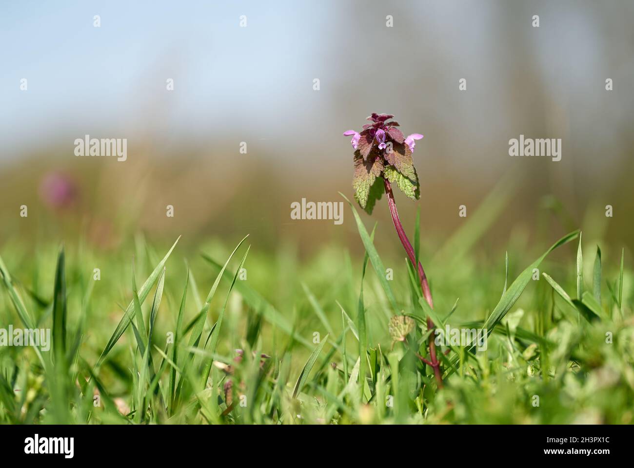 Flowering deadnettle (Lamium purpureum) on a meadow in a park in springtime Stock Photo