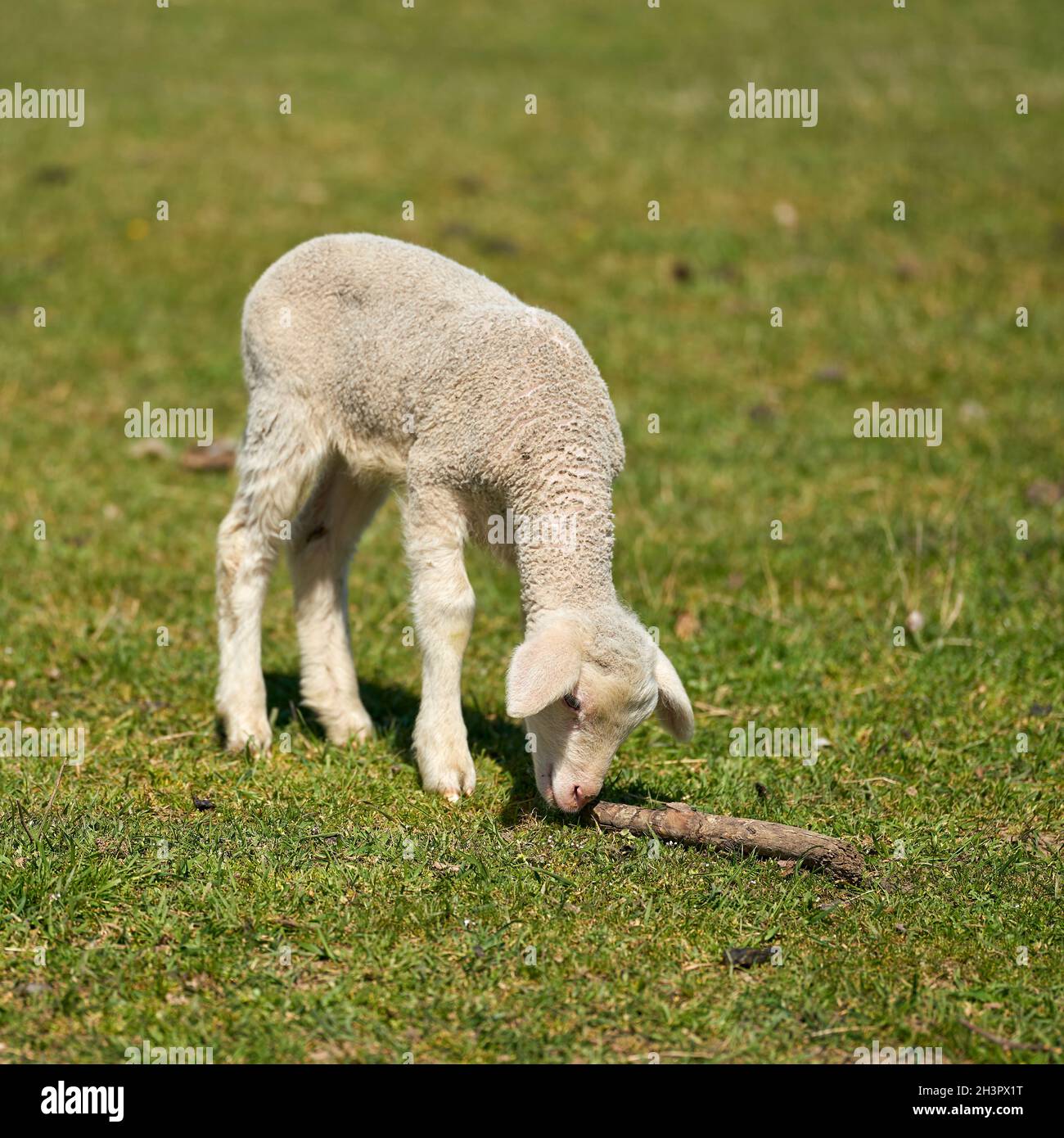 Single newborn lamb on a meadow in a park near Magdeburg in Germany Stock Photo