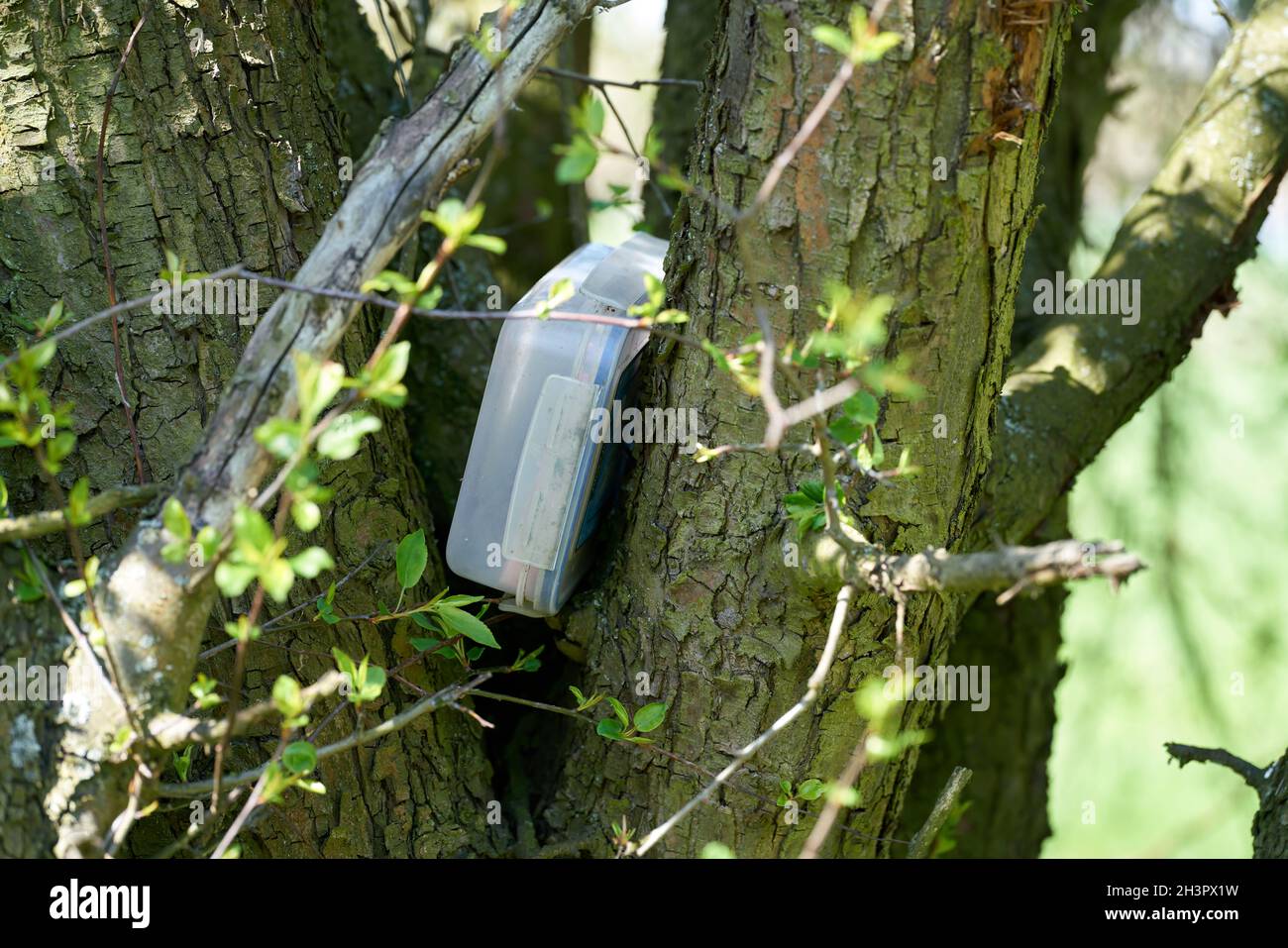 Found geocaching hiding place with a cache in a box in a tree in the Herrenkrugpark near Magdeburg Stock Photo