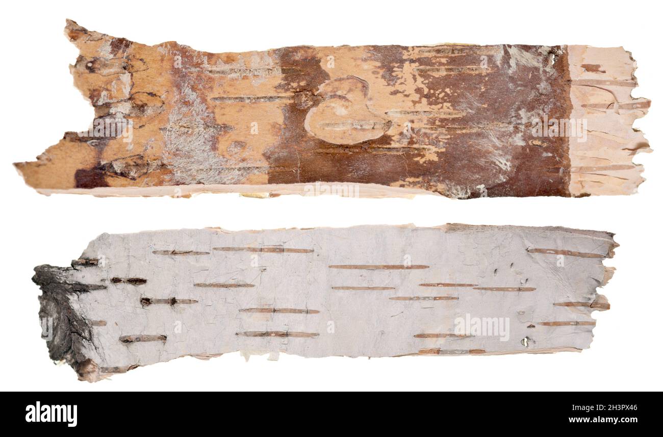 Birch bark isolated on white background Stock Photo