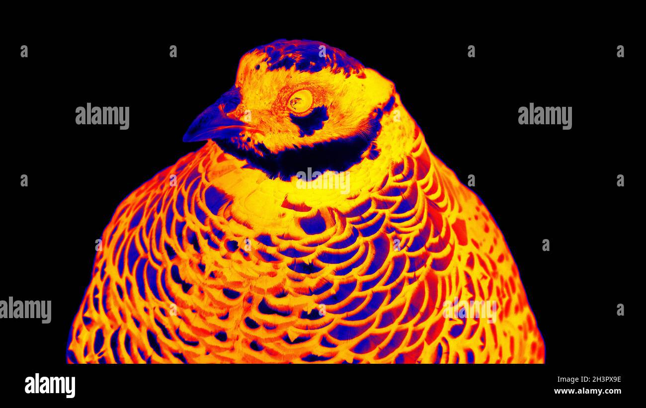 Reeve's Pheasant (Syrmaticus reevesii, male) in scientific high-tech thermal imager Stock Photo