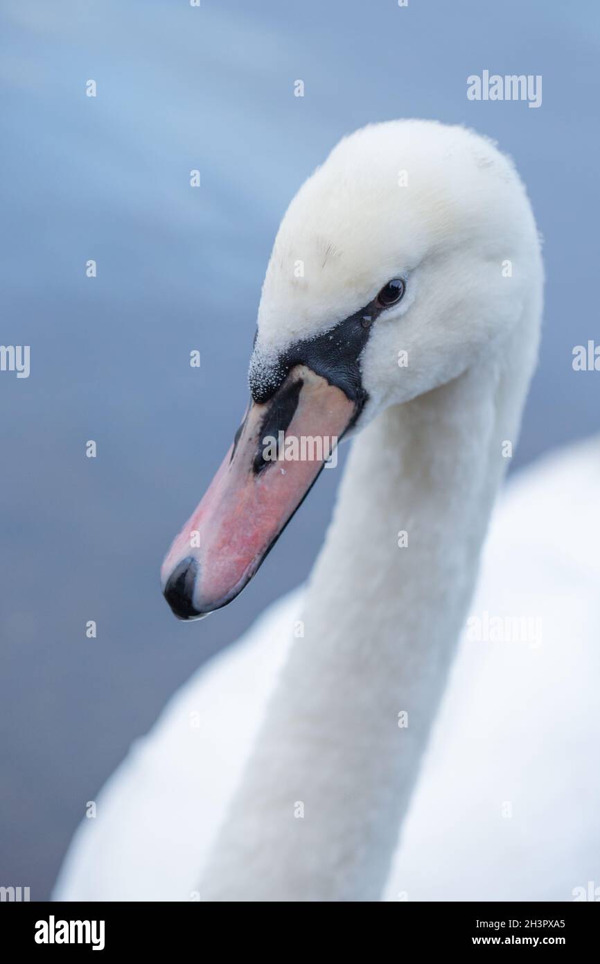 Mute Swan (Cygnus olor). Immature, first winter bird. Close up of the head and beak or bill, still to assume the full colour and a larger knob on the Stock Photo