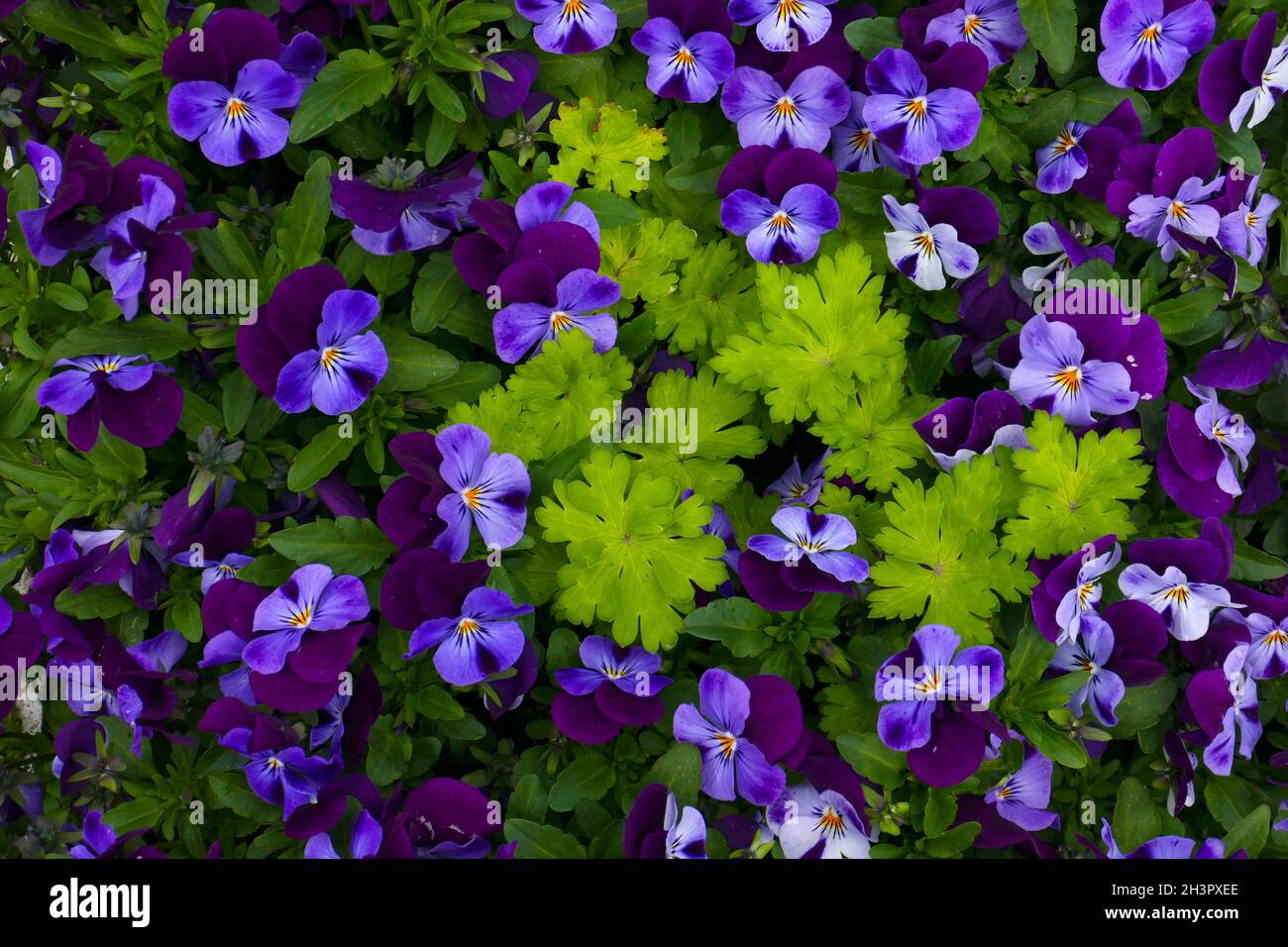 Horned violet flower Viola cornuta Stock Photo