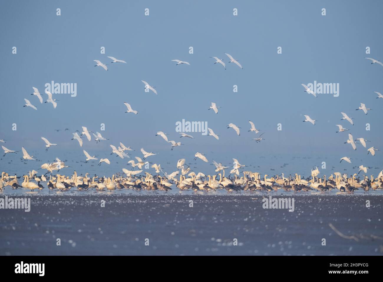 Migratory birds on poyang lake Stock Photo