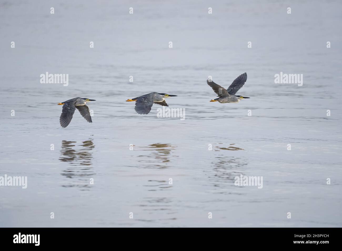 Striated heron in flying over the water Stock Photo