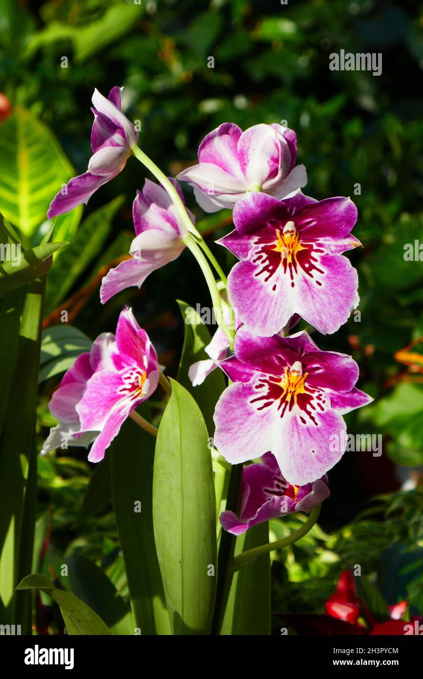 Cultivation of orchids hi-res stock photography and images - Alamy