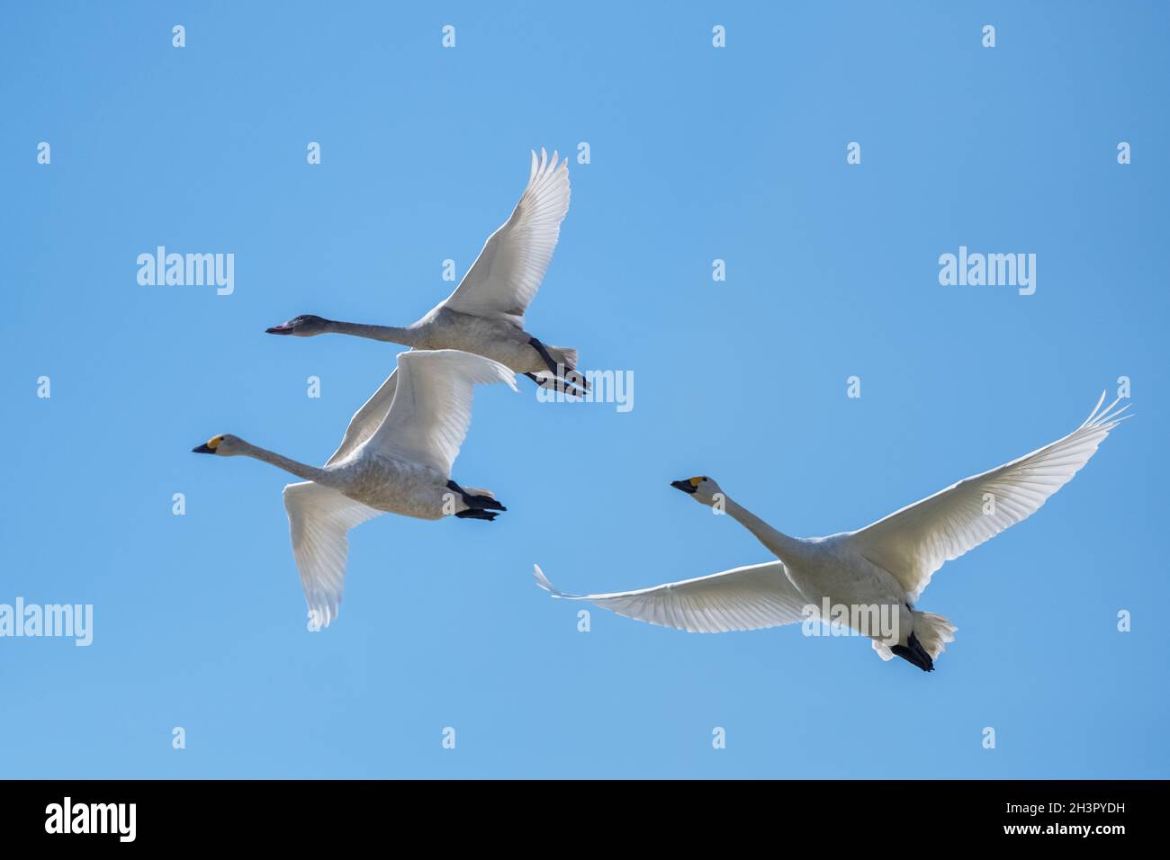 Flying little swan Stock Photo