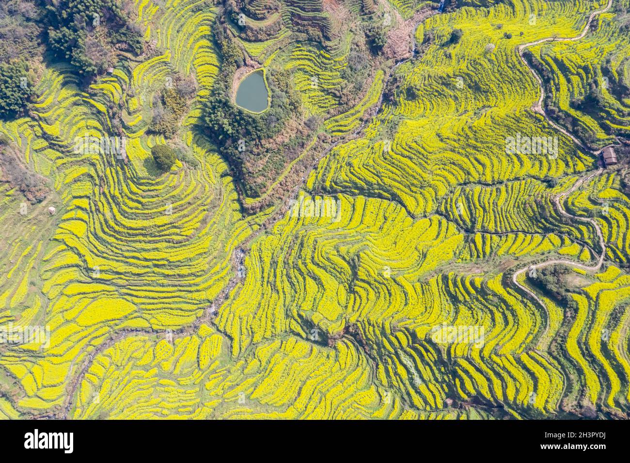 Aerial view of terraced fields in spring Stock Photo