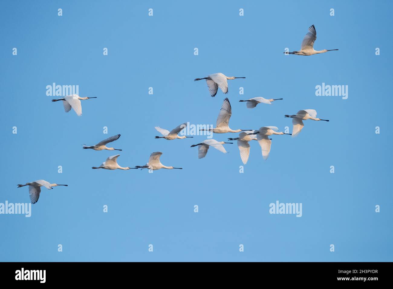 Flock of white spoonbills fly in the blue sky Stock Photo