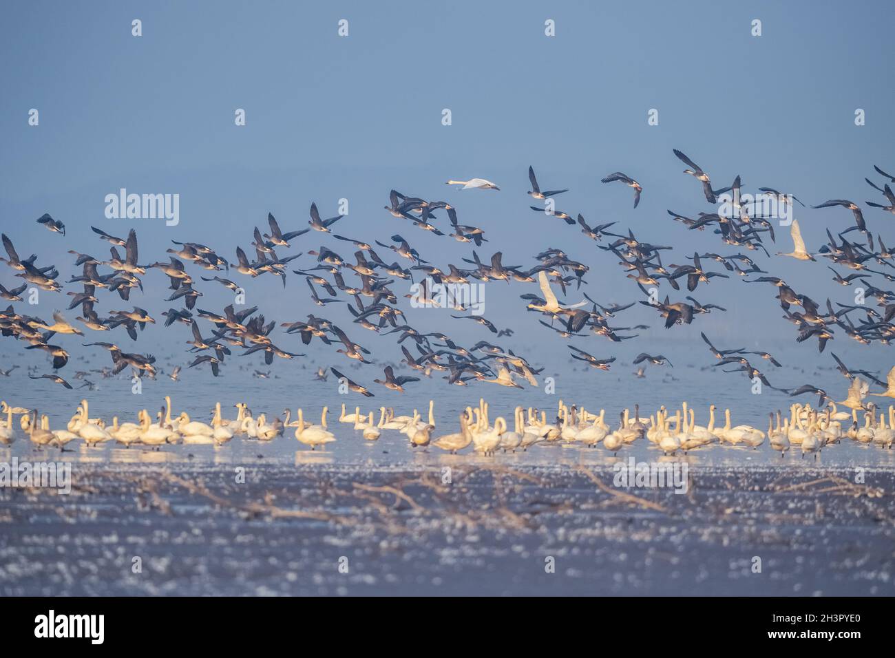 Flock of migratory birds scene Stock Photo