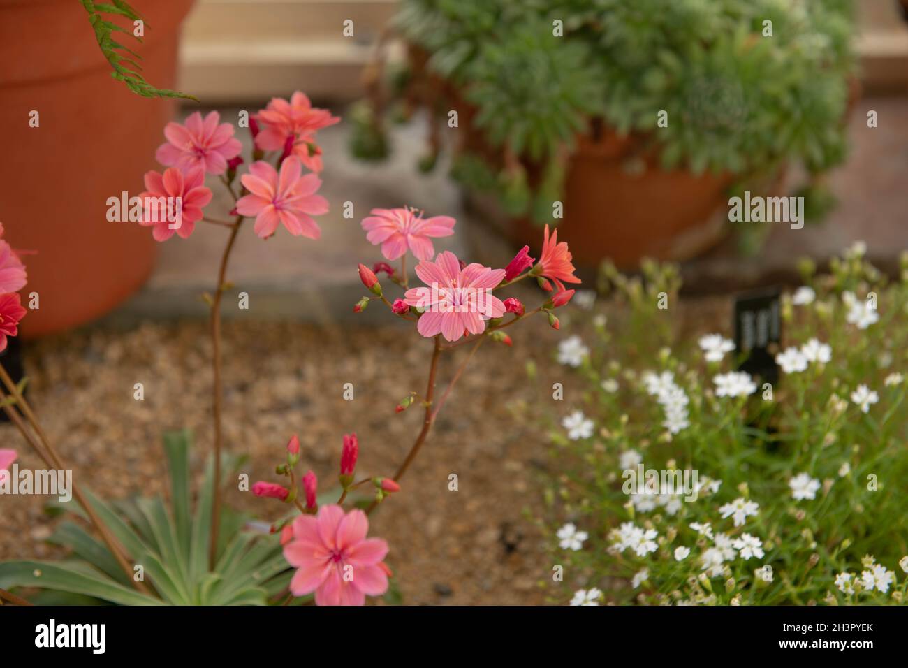 Summer Flowering Coral Pink Flower Head on a Siskiyou Lewisia Plant (Lewisia cotyledon 'Elise Mixed') Growing in an Alpine Garden in a Greenhouse Stock Photo