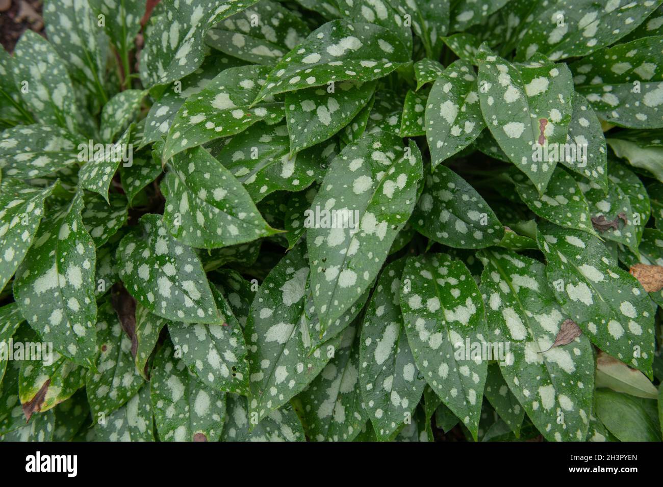 Background or Texture of the Mottled Green and White Autumn Leaves on a Lungwort Plant (Pulmonaria 'Shrimps on the Barbie') Growing in a Garden Stock Photo