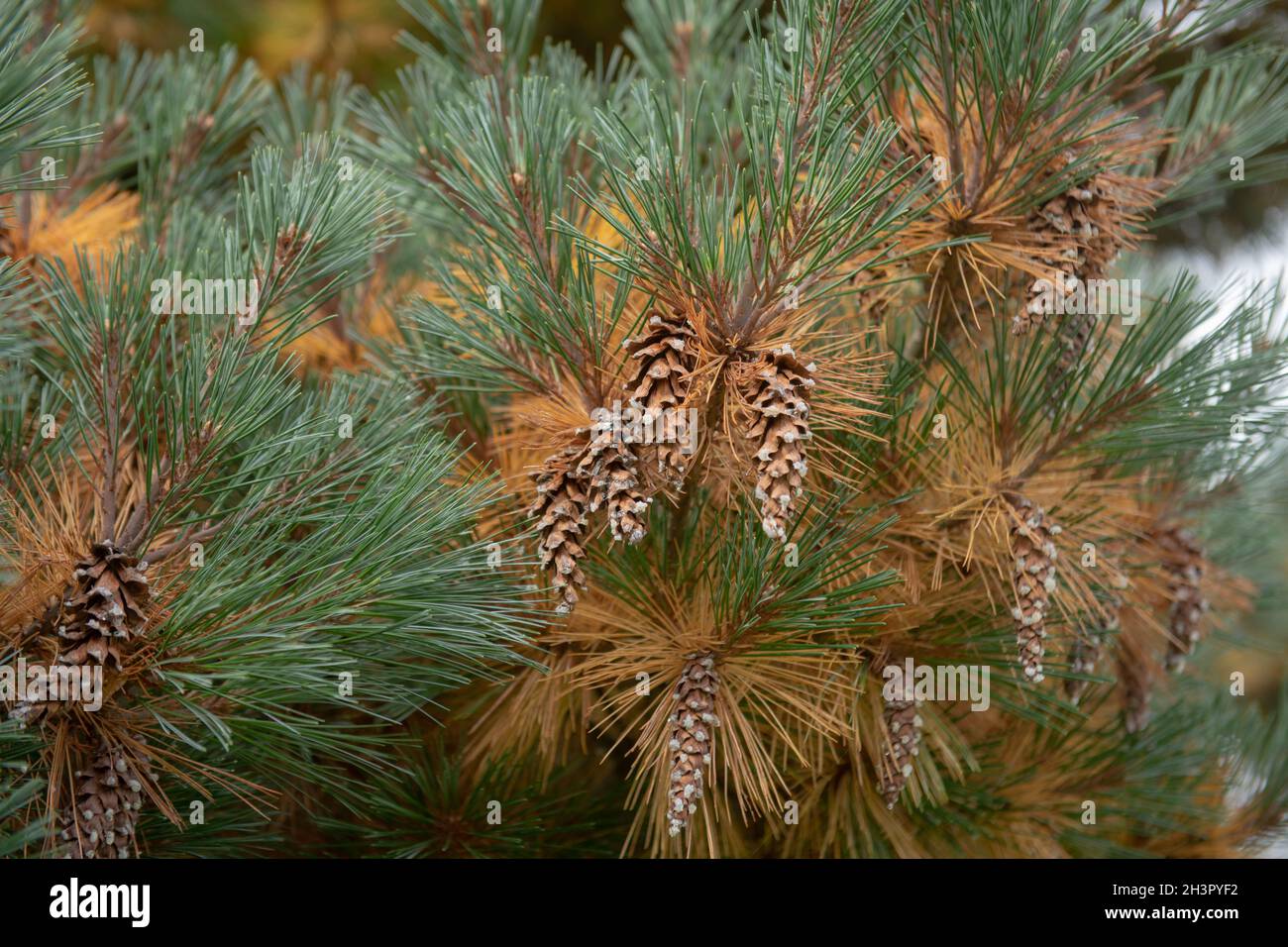Autumn Foliage of the Green and Yellow Needles and Brown Cones on an Evergreen Coniferous Eastern White Pine Tree (Pinus strobus 'Krugers Lilliput) Stock Photo