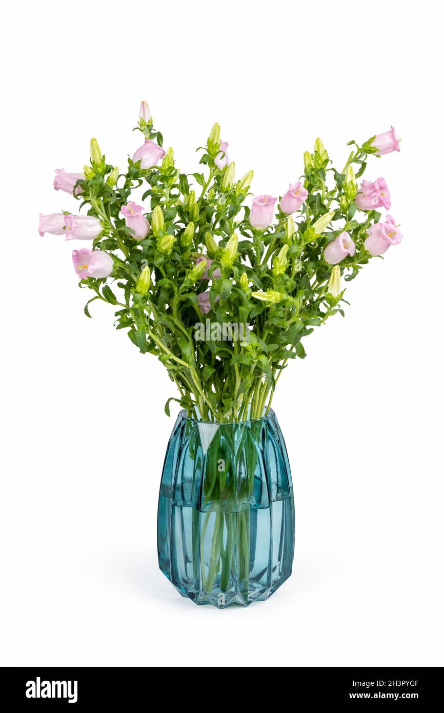 Pink campanula champion in glass vase Stock Photo