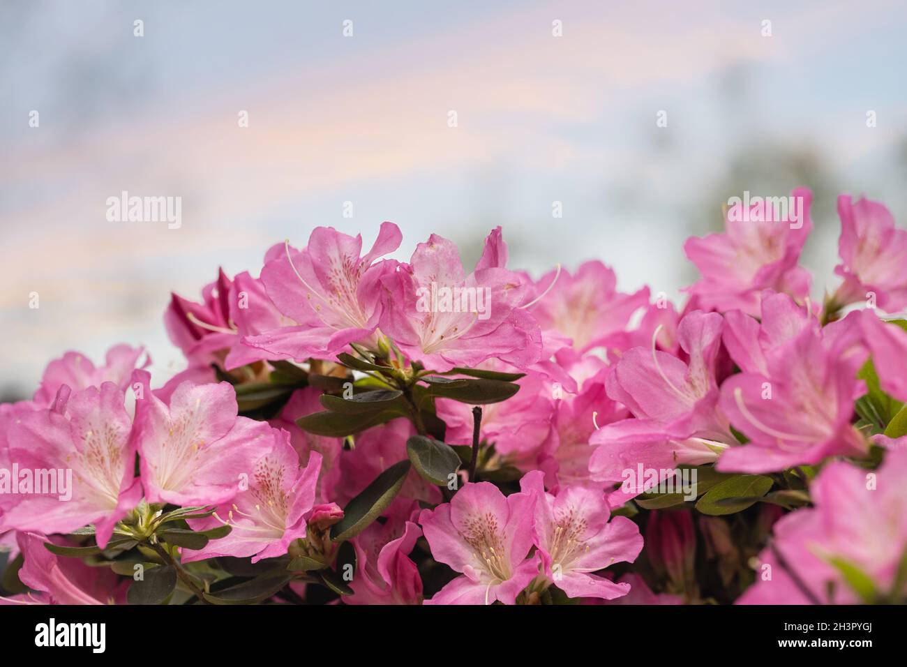 Azalea flowers in bloom Stock Photo