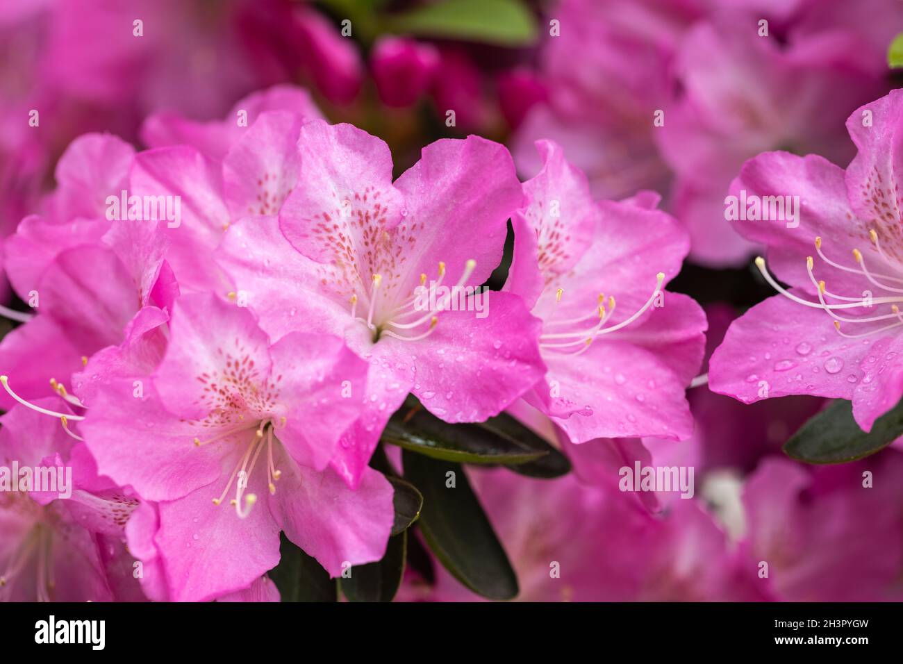 Azalea flowers in bloom Stock Photo