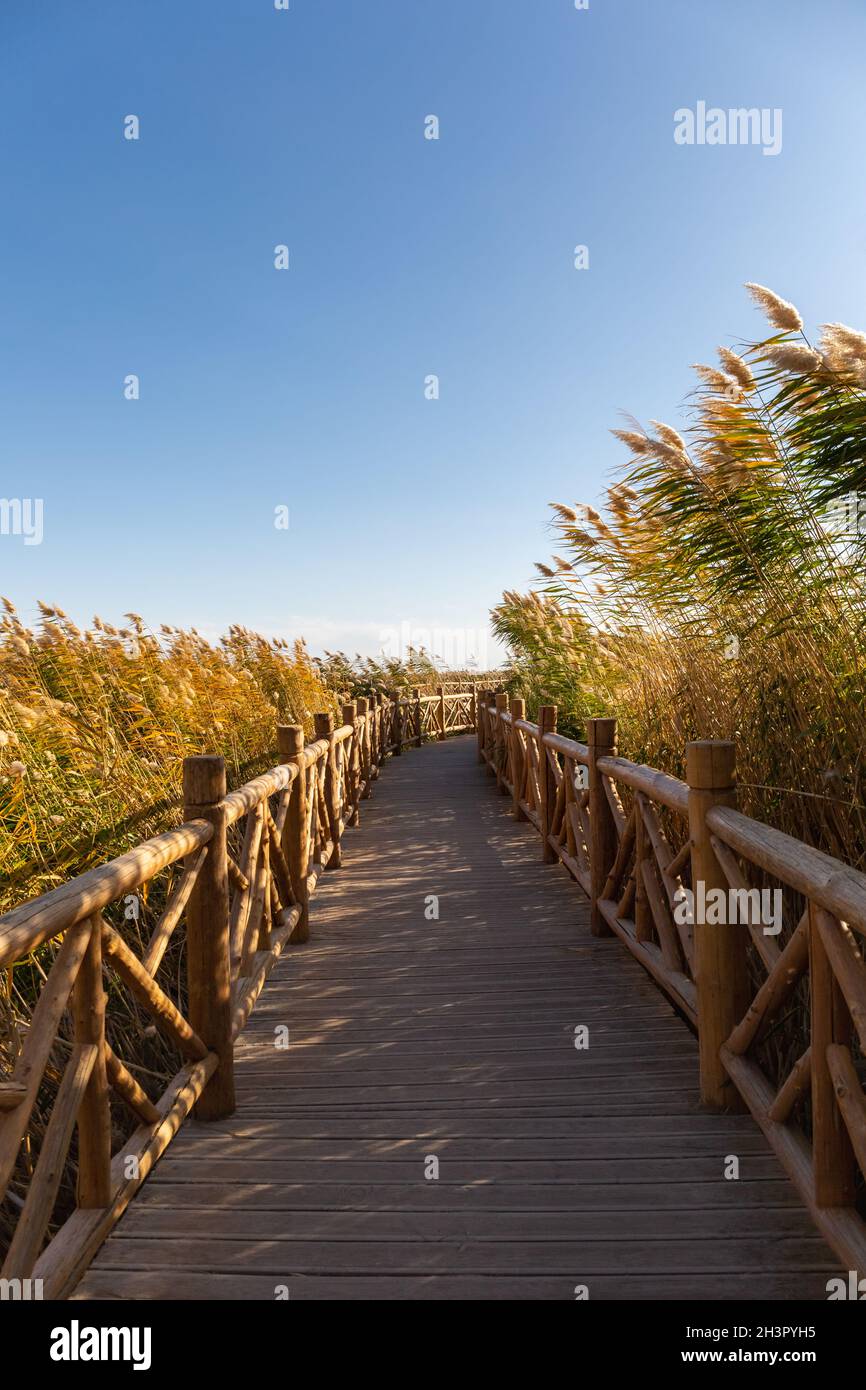 Reeds and footpath in autumn Stock Photo