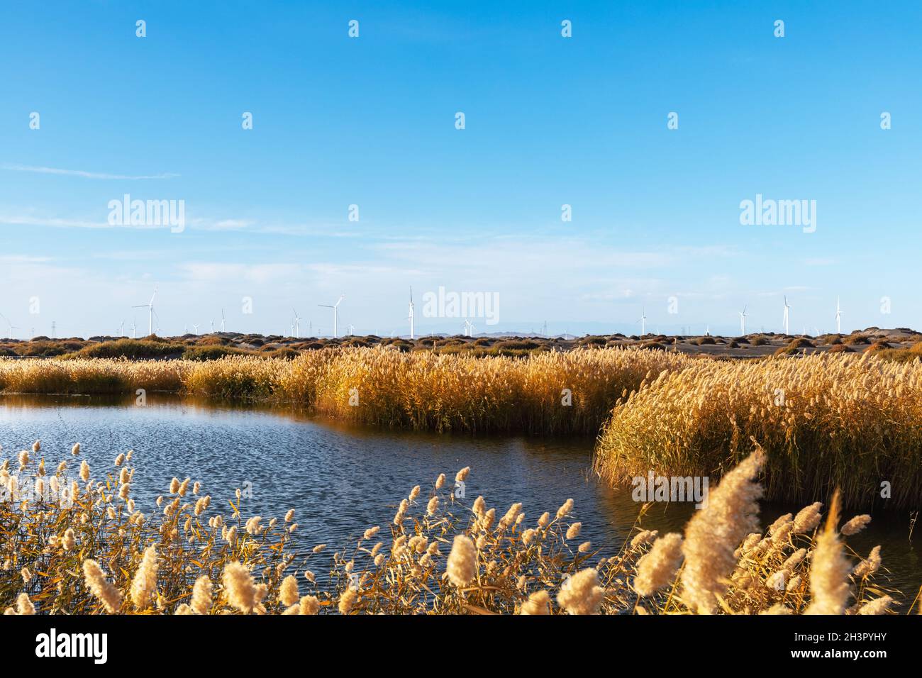 Reed marshes landscape with wind farm Stock Photo