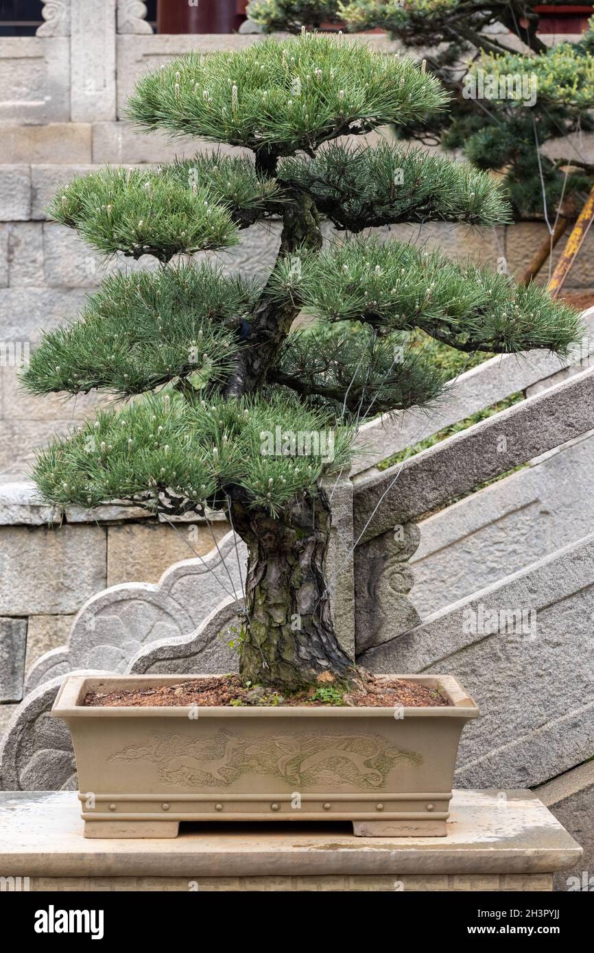 Pine bonsai tree in spring Stock Photo