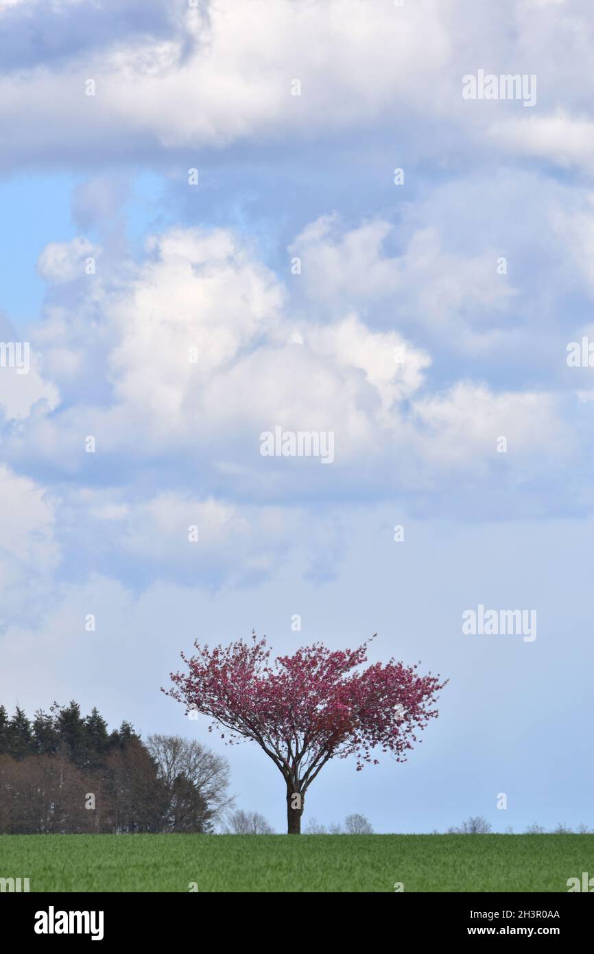 Japanese Cherry Blossom Stock Photo Alamy